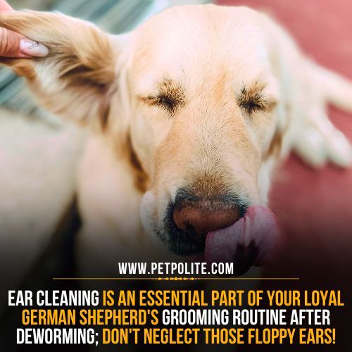 German Shepherd ear cleaning