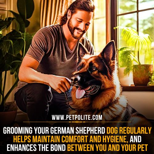 German Shepherd grooming schedule