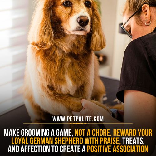 German Shepherd grooming tips