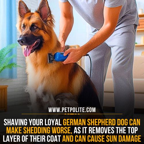 Does Shaving Your German Shepherd Help With Shedding?