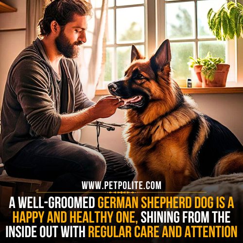 Grooming schedule for German Shepherds.