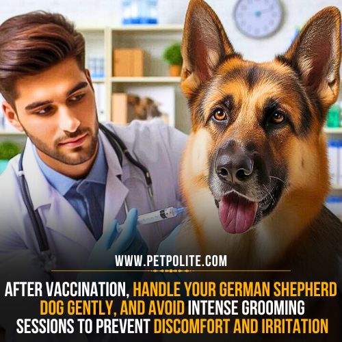 Grooming techniques to groom your German Shepherd dog after vaccination.