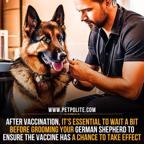 Is it safe to groom your German Shepherd dog after vaccination?