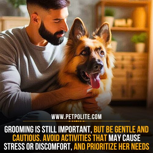 Can I groom my pregnant German Shepherd?