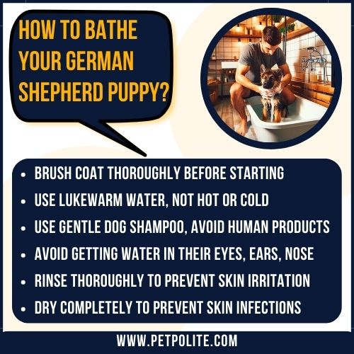 How to bathe a German Shepherd puppy?