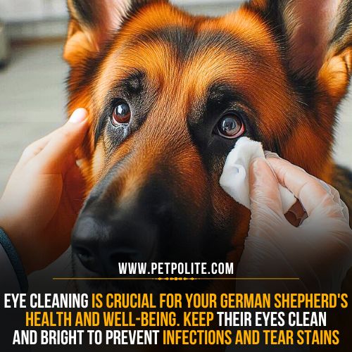 How to clean short-haired German Shepherd dog eyes.