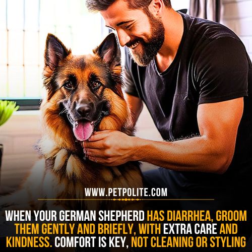 How to groom a German Shepherd during diarrhea?