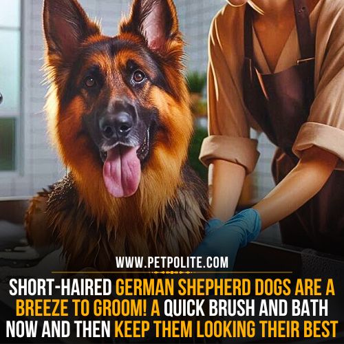 How to groom a short-haired German Shepherd dog?