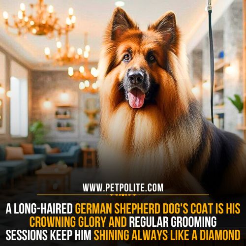 How to groom a long-haired German Shepherd dog?