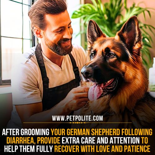 Post grooming care for German Shepherd with diarrhea.