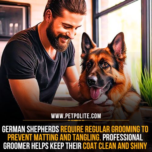 Professional grooming schedule for German Shepherds.