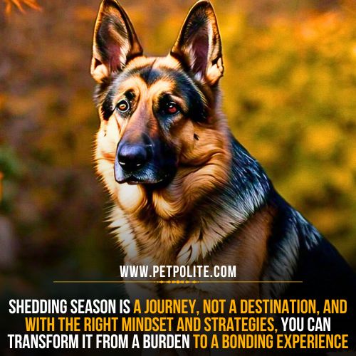 Shedding season for German Shepherds.