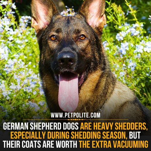 When is German Shepherd shedding season?