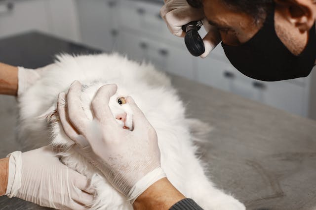 A veterinarian examining a cat's eye.