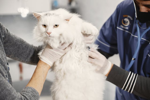 A veterinarian treating a cat.