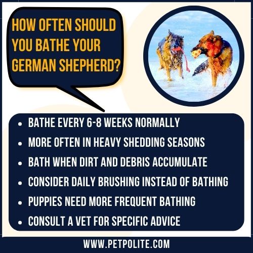 An illustration explaining how often should you bathe your German Shepherd?