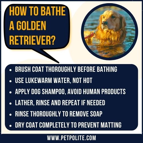 An illustration explaining how to bathe a Golden Retriever.