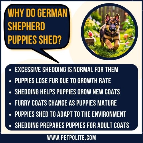 An illustration explaining why German Shepherd puppies shed.