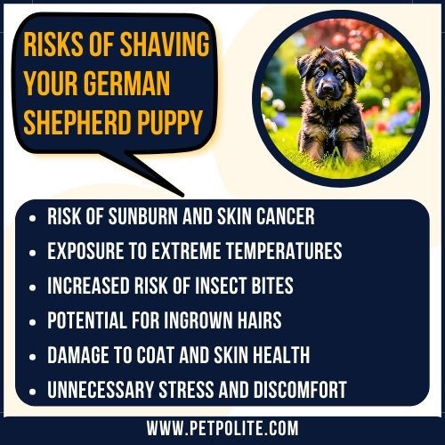 An illustration showing the risks of shaving a German Shepherd puppy.