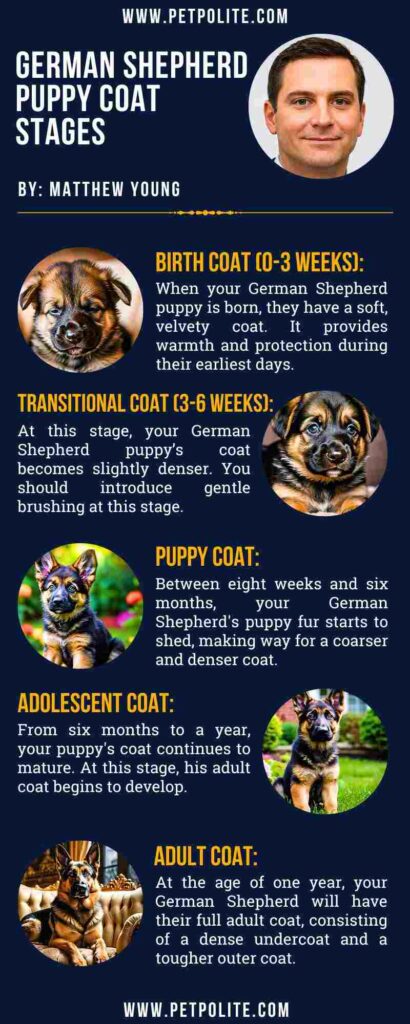 An infographic showing German Shepherd puppy coat stages.