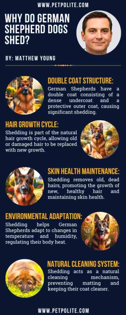 An infographic explaining why do German Shepherd dogs shed.