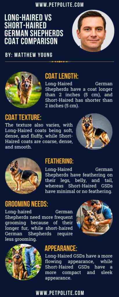 An infographic showing long-haired vs short-haired German Shepherd coat differences.