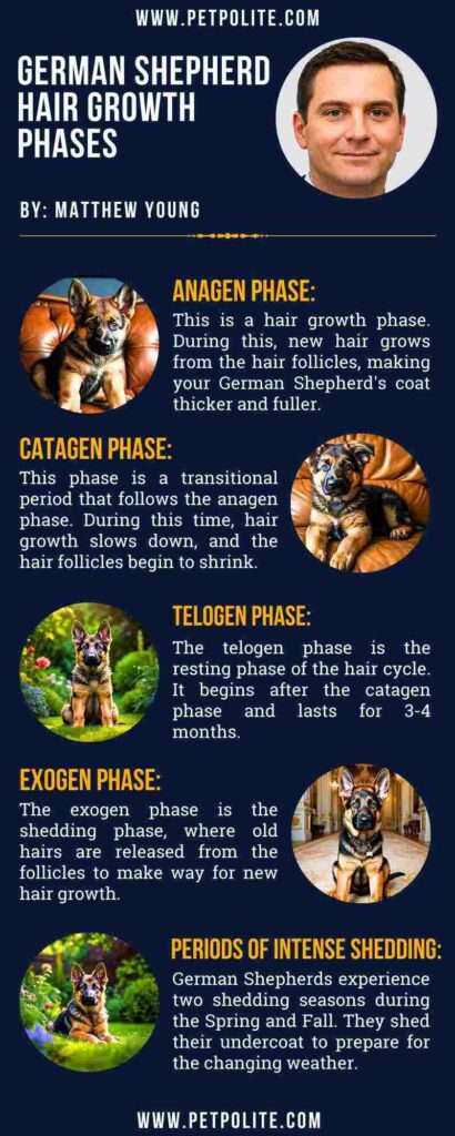 An infographic showing German Shepherd hair growth phases.