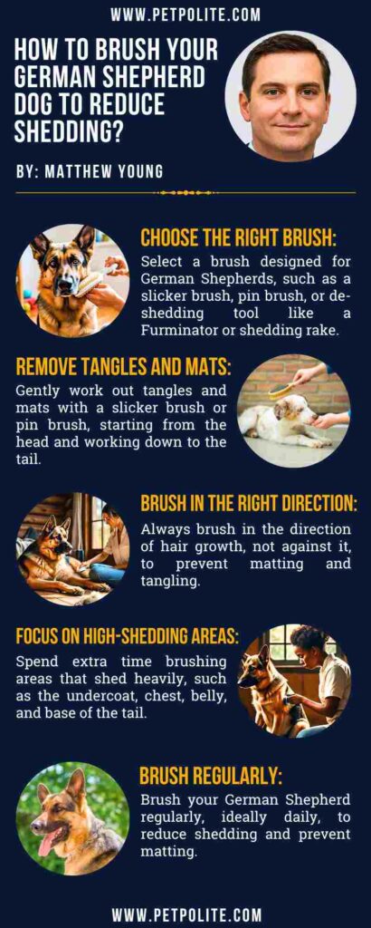 An infographic showing how to brush your German Shepherd to reduce shedding.