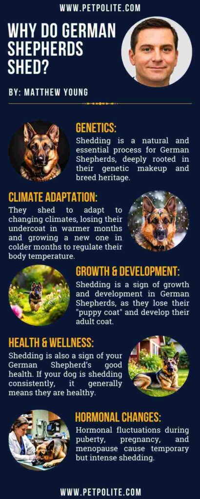 An infographic showing why German Shepherds shed.