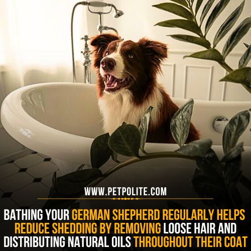 Can bathing reduce shedding in your German Shepherd dog?