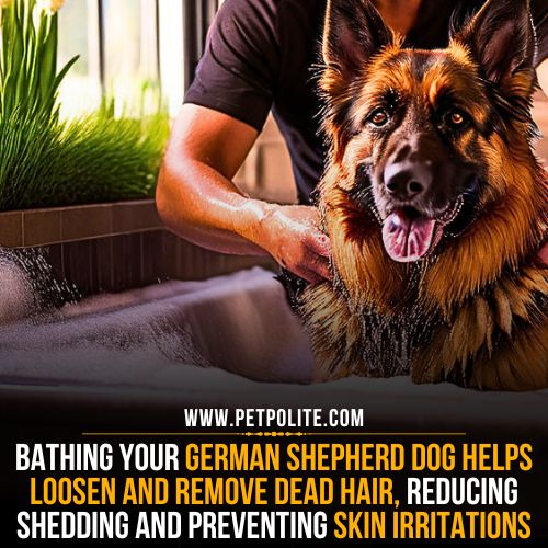 Can bathing reduce shedding in German Shepherds?