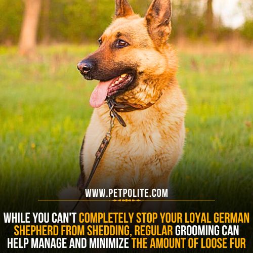 Can German Shepherd dog shedding be controlled?