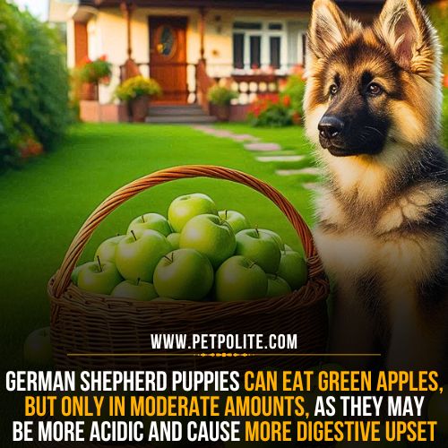 Can German Shepherd puppies eat green apples?