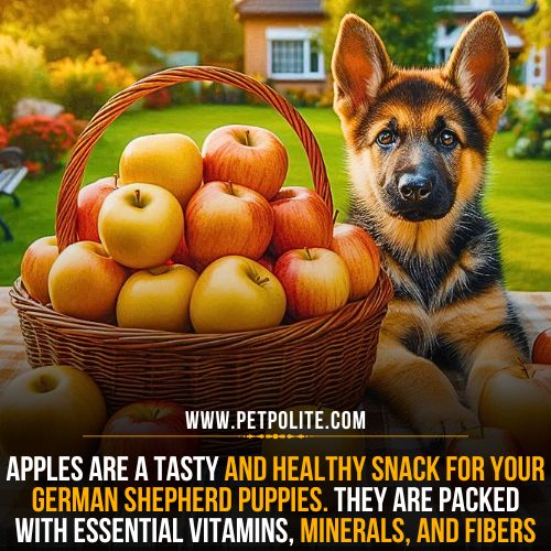 Can German Shepherd puppies eat apples?