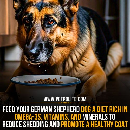 Dietary changes to reduce shedding in your German Shepherd.