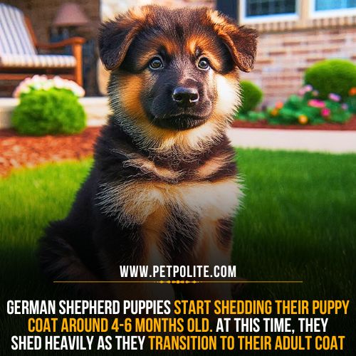 Do German Shepherd puppies shed?