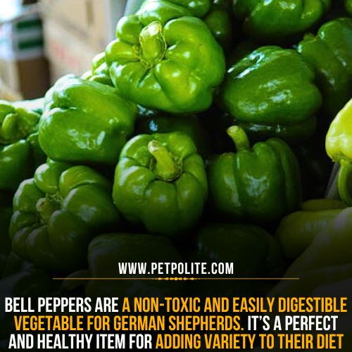 Do German Shepherds love to eat bell peppers?