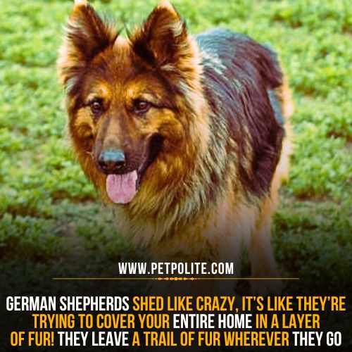 Do German Shepherds really shed?