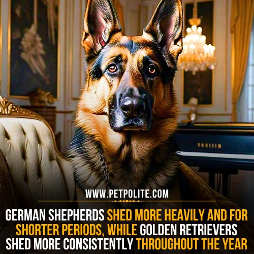 Do German Shepherds shed more than Golden Retrievers.