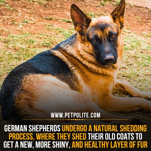 Do German Shepherds shed?