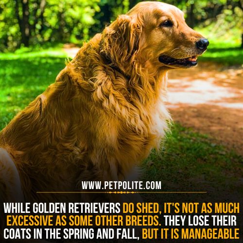 Do Golden Retrievers shed more than German Shepherd dogs?