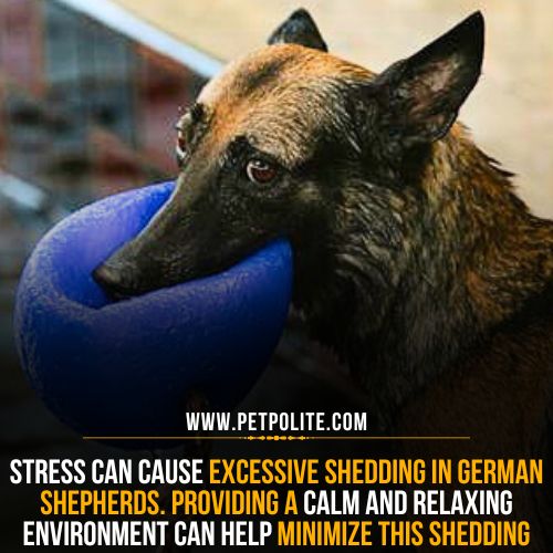 Shedding solutions for German Shepherd dogs.