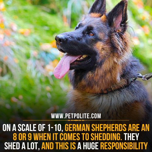 German Shepherd shedding level.