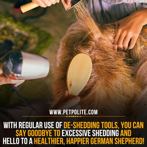 German Shepherd shedding solution.