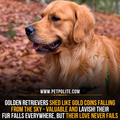 Golden Retriever shedding pattern.