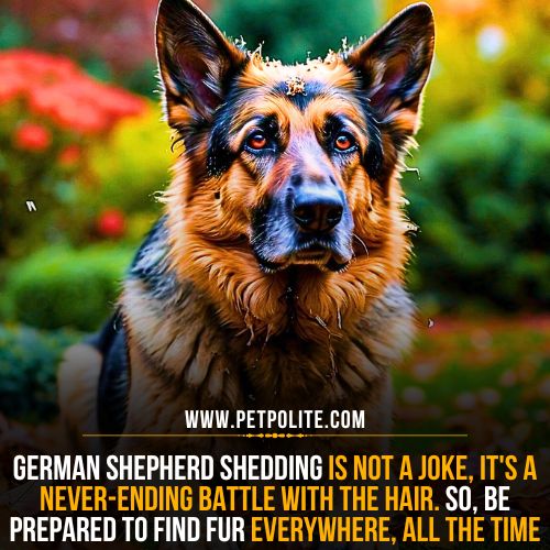 How bad is German Shepherd shedding?