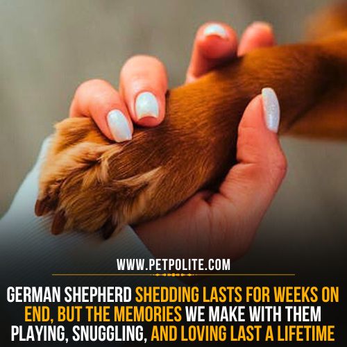 How long does German Shepherd shedding last?