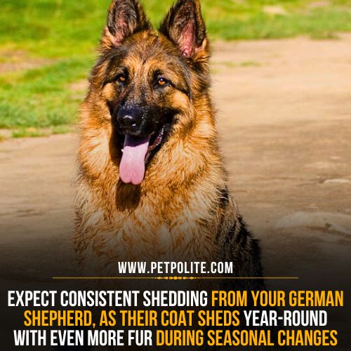 How much do German Shepherd dogs shed?