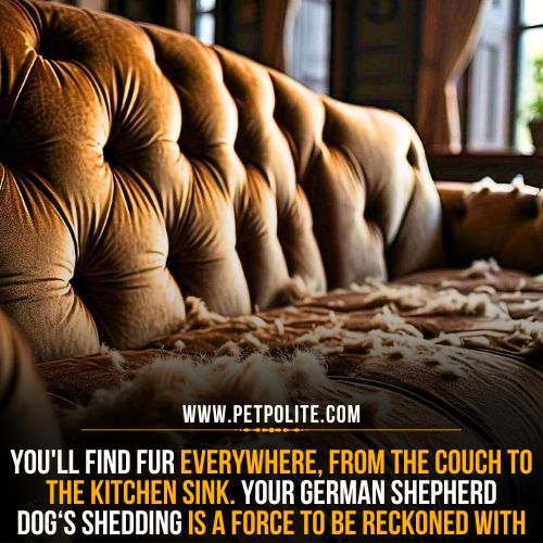 How much do German Shepherds shed?