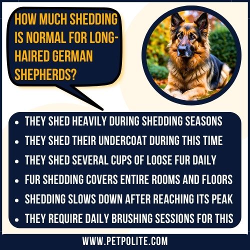 How much shedding is normal for long-haired German Shepherd dogs?